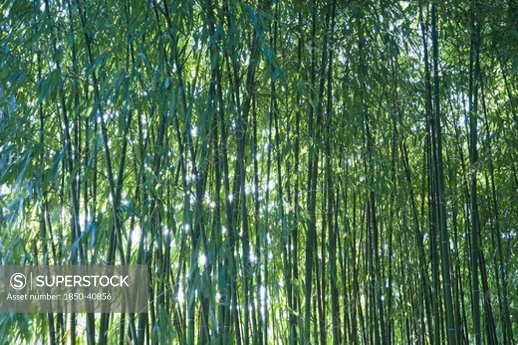 Phyllostachys, Bamboo