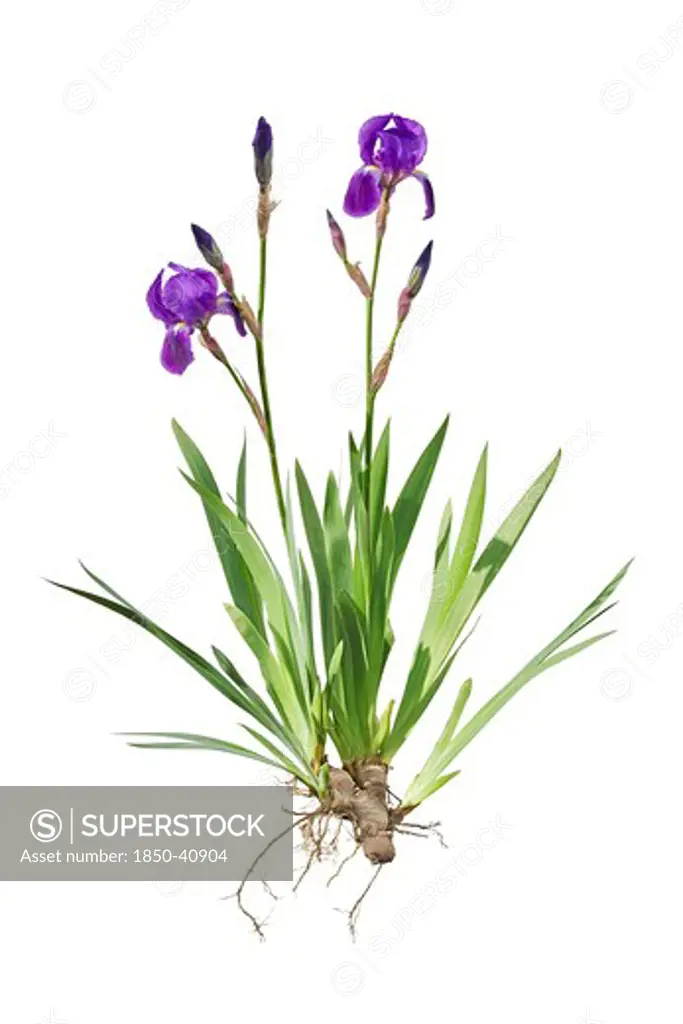 Iris germanica, Iris, Bearded iris