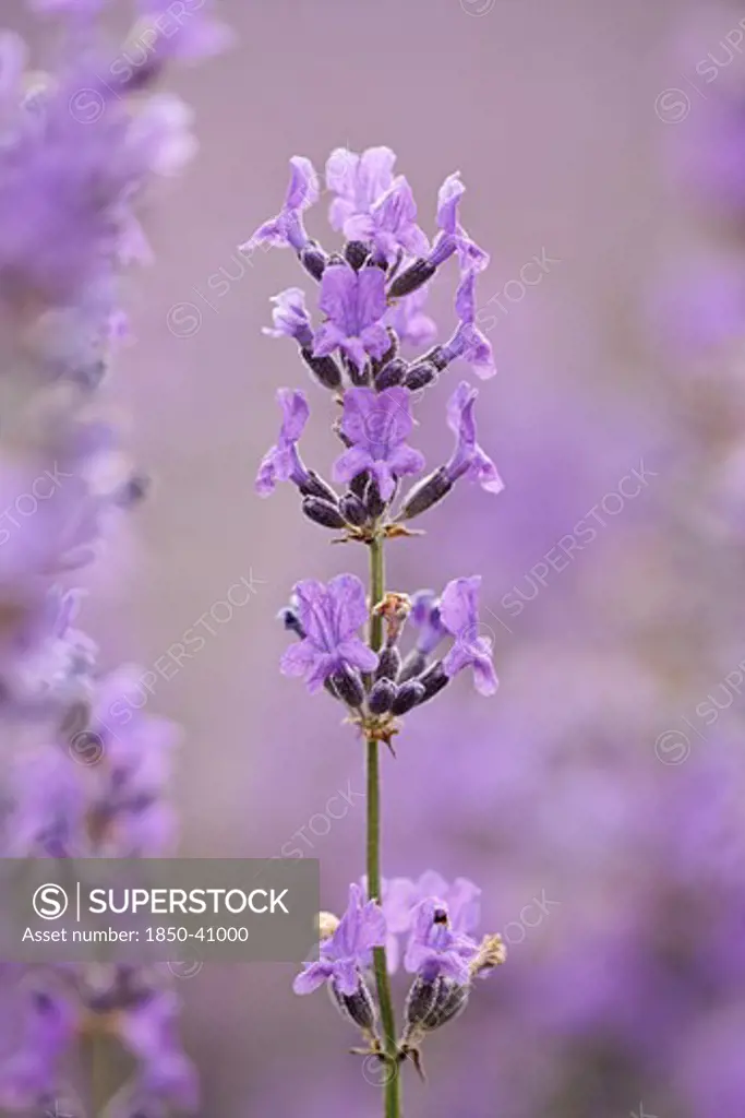 Lavandula augustifolia, Lavender