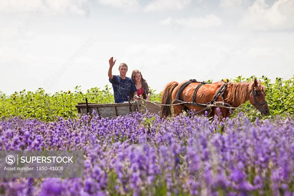 Lavandula augustifolia, Lavender