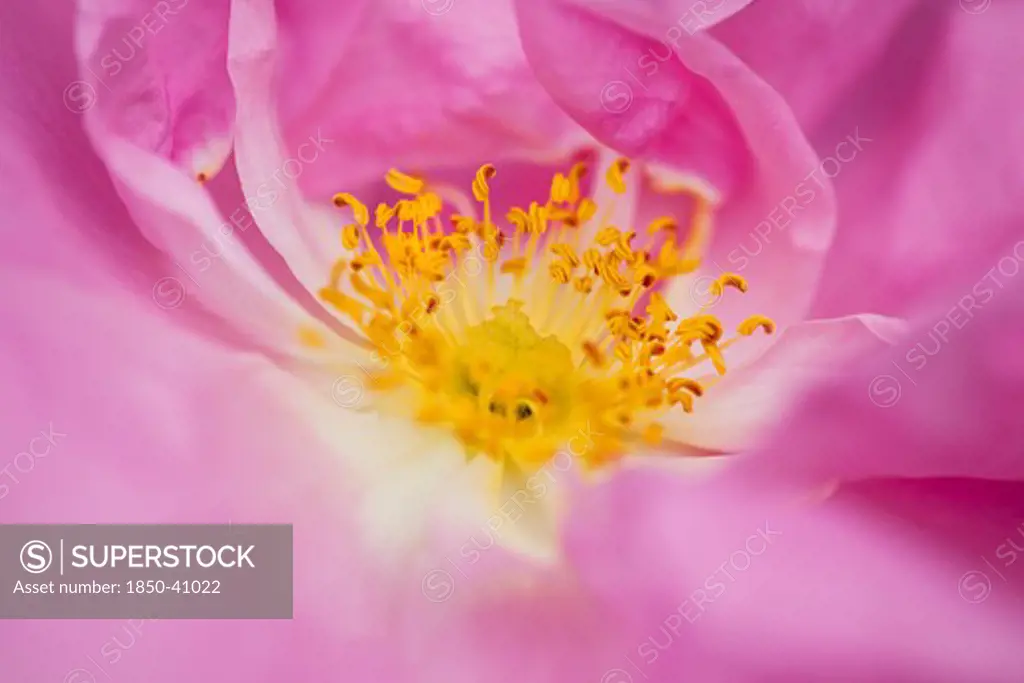 Rosa centifolia, Rose