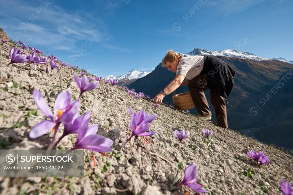 Crocus sativus, Crocus, Saffron crocus