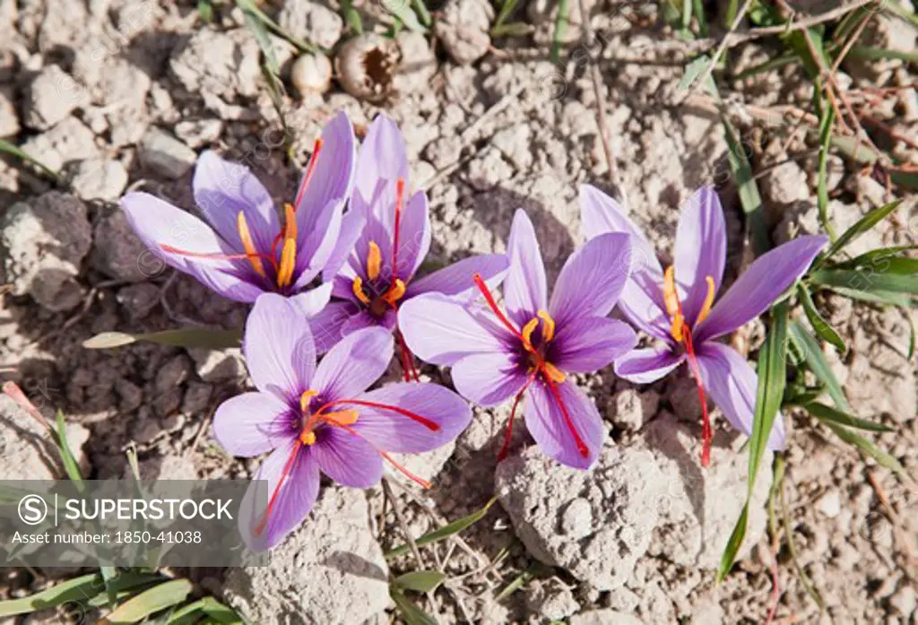 Crocus sativus, Crocus, Saffron crocus