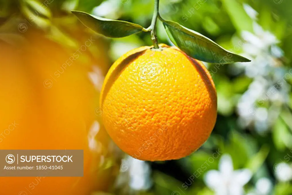 Citrus sinensis, Orange