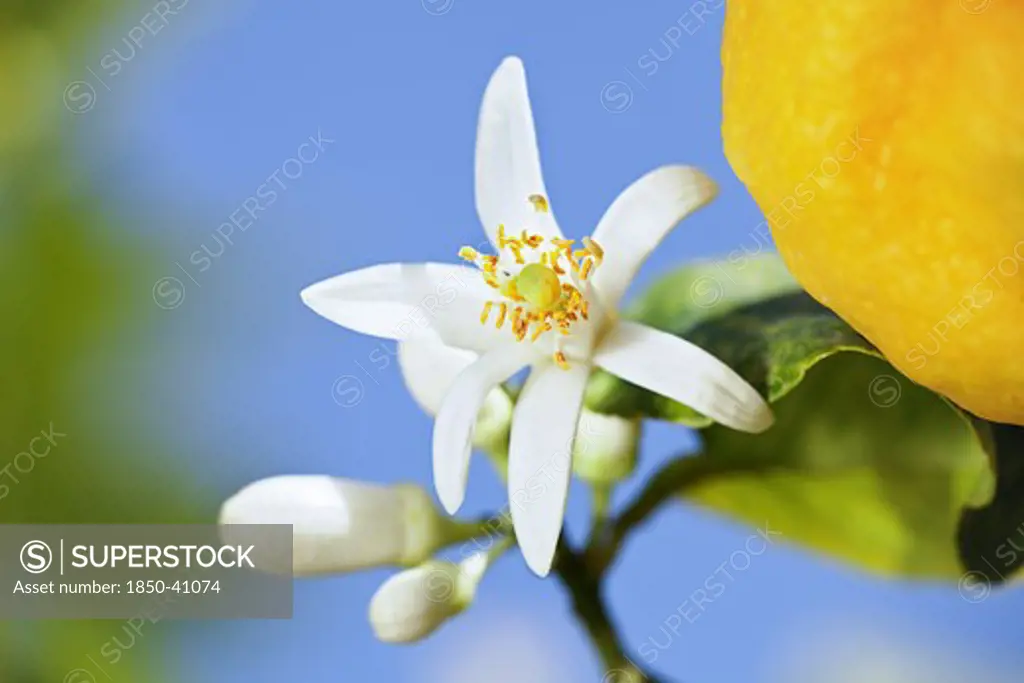 Citrus limon, Lemon