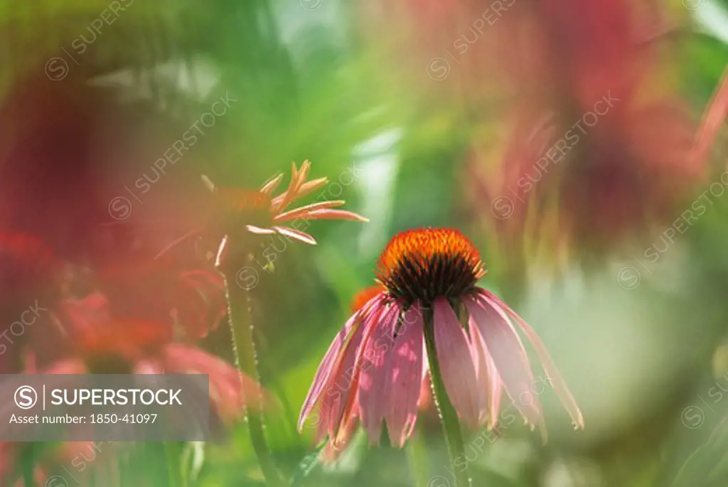 Echinacea purpurea, Echinacea, Purple coneflower