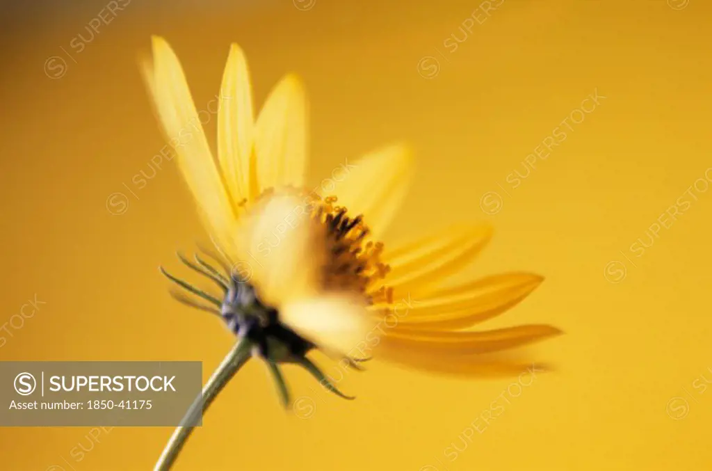 Helianthus 'Lemon Queen', Sunflower