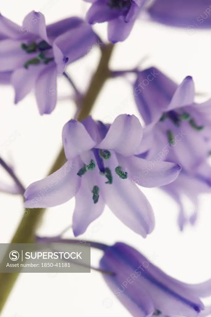 Hyacinthoides hispanica, Bluebell, Spanish bluebell