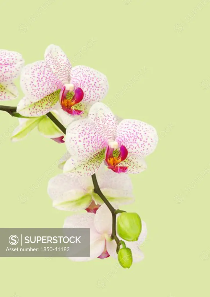 Phalaenopsis, Orchid, Moth orchid