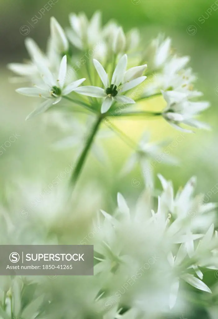 Allium ursinum, Wild garlic, Ramsons