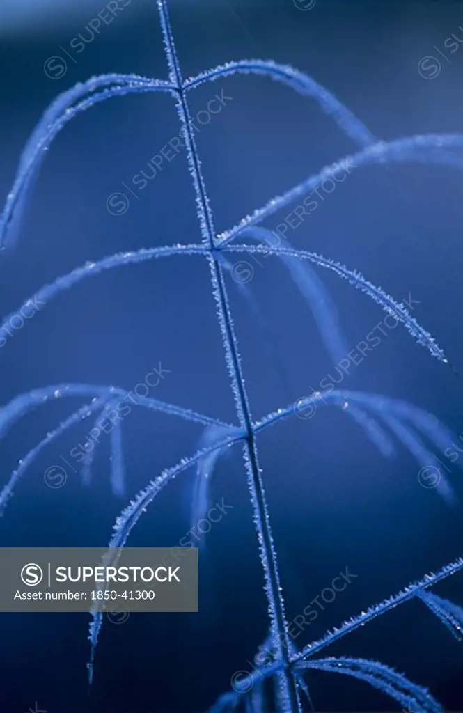 Frosted stem