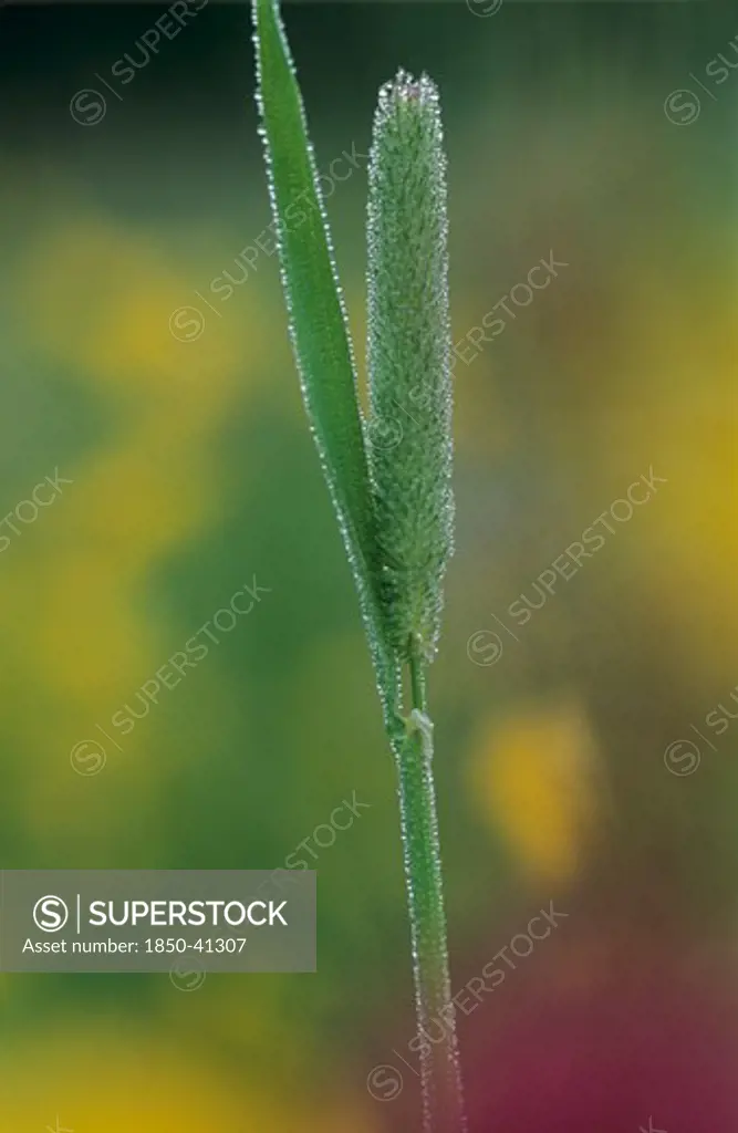 Phleum pratense, Grass, Timothy grass