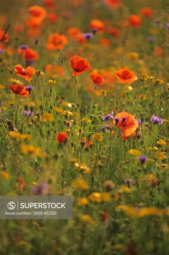 Papaver rhoeas, Poppy field