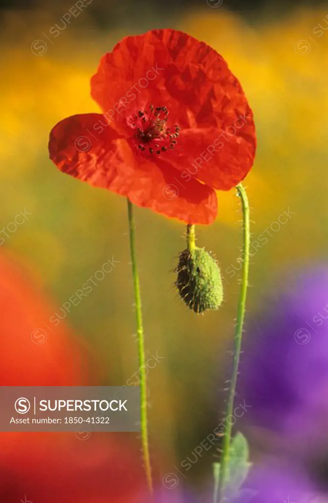 Papaver rhoeas, Poppy