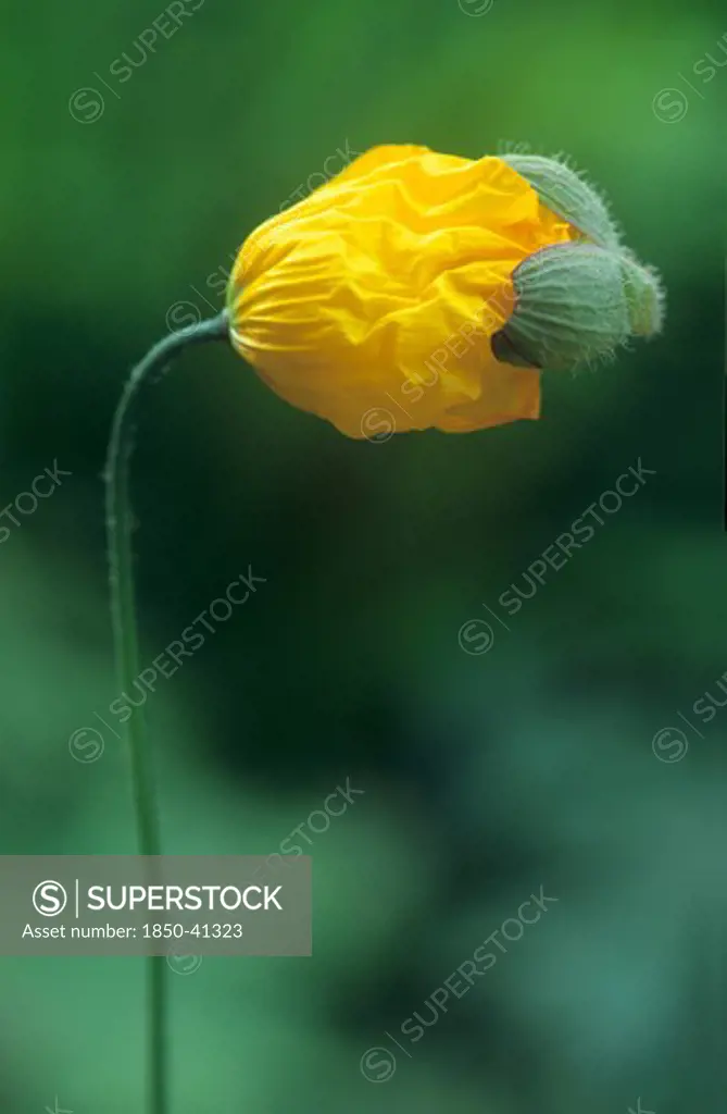 Meconopsis cambrica, Poppy, Welsh poppy