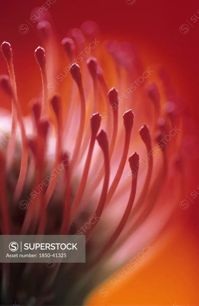 Leucospermum cordifolium, Pincushion