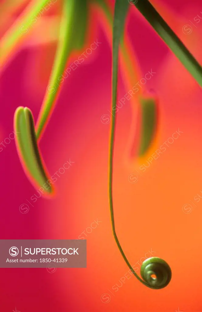 Gloriosa superba 'Rothschildiana', Gloriosa lily