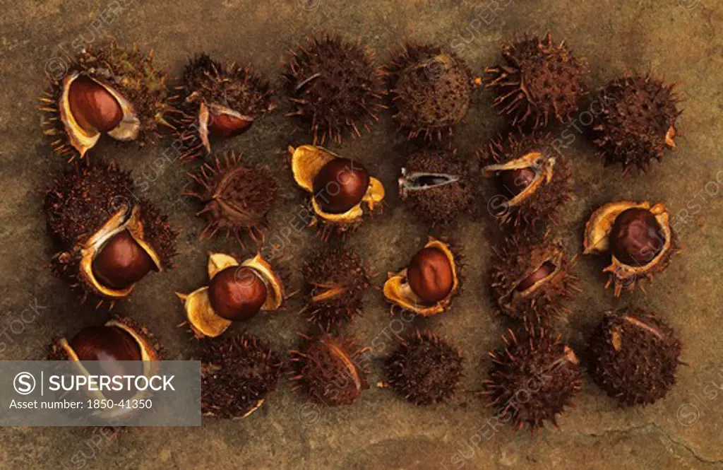 Aesculus hippocastanum, Horse chestnut, conker
