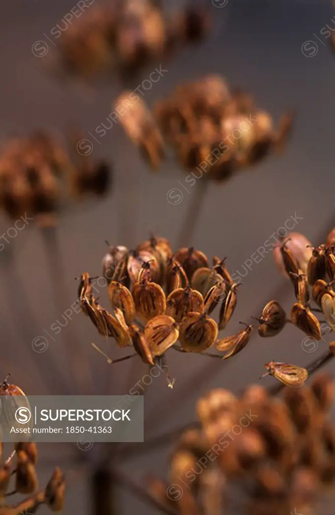 Heracleum sphondylium, Hogweed