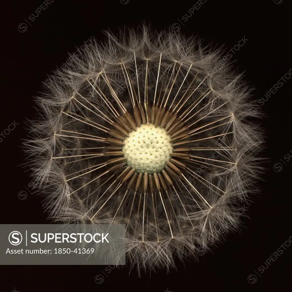 Taraxacum officinale, Dandelion clock