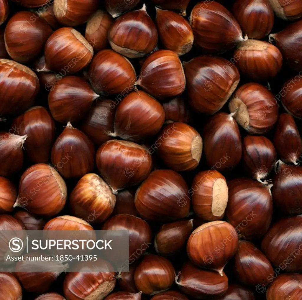 Castanea sativa, Chestnut, Sweet chestnut