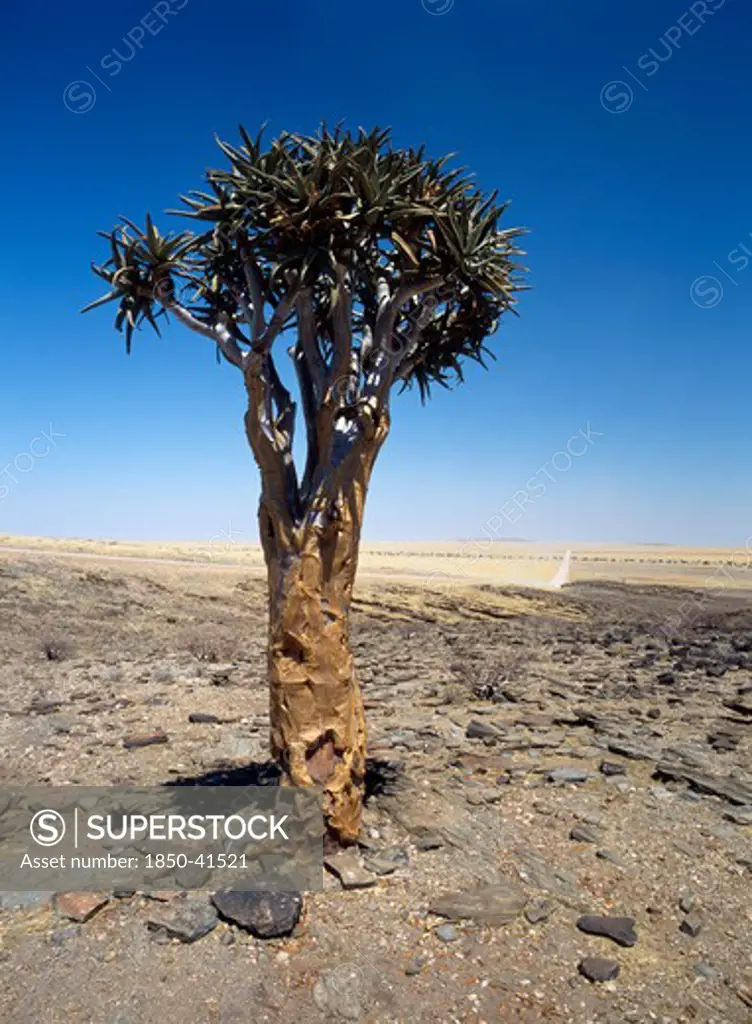 Aloe dichotoma, Quiver tree