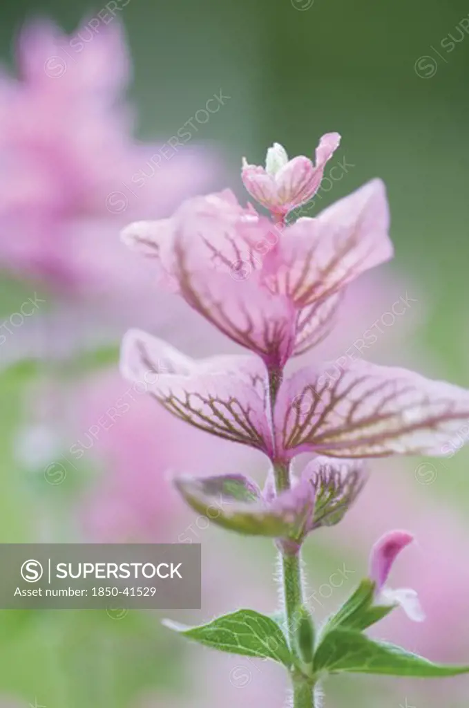 Salvia viridis 'Pink Sunday, Sage, Clary sage