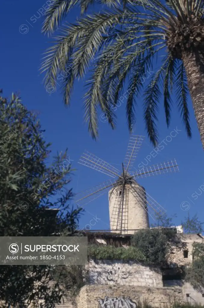 Spain, Balearic Islands, Majorca, Palma. Traditional Windmill Framed By Overhanging Palm. Grafitti On Foreground Walls