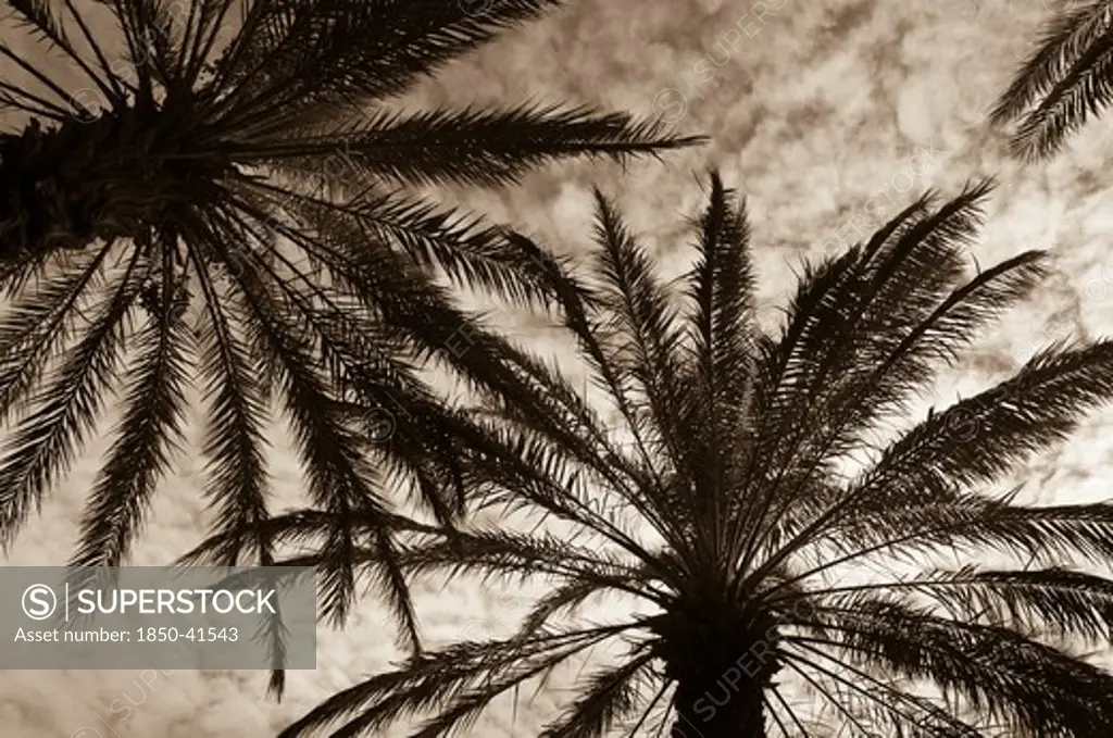 Phoenix, Palm, Date palm