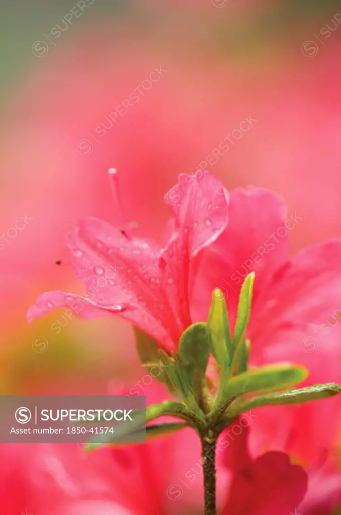 Rhododendron, Azalea