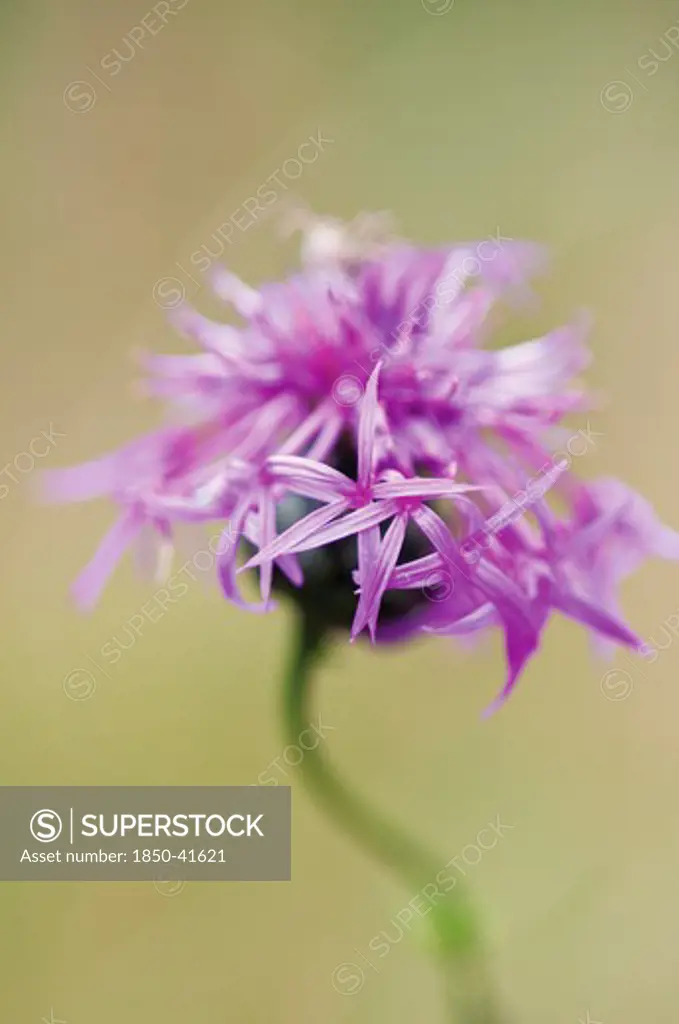 Centaurea scabiosa, Greater Knapweed