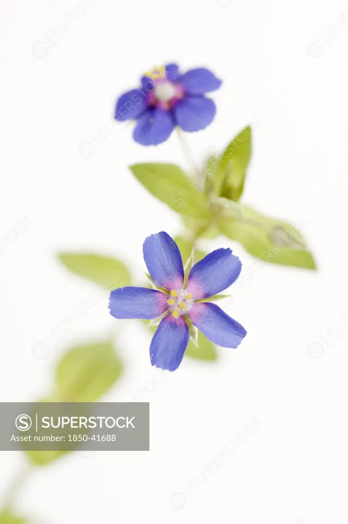Lithospemum purpurocaeruleam, Purple gromwell