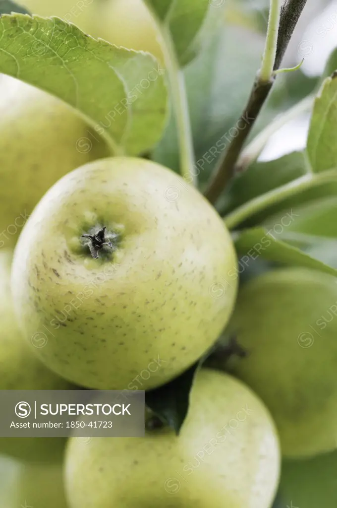 Malus domestica 'Pitmaston pineapple', Apple