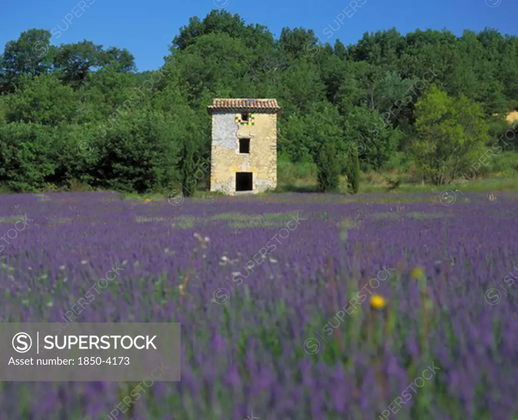 France, Provence  Cote D'Azur, Vaucluse, Old Farm Building In Lavender Field With Forest Behind Near Viens