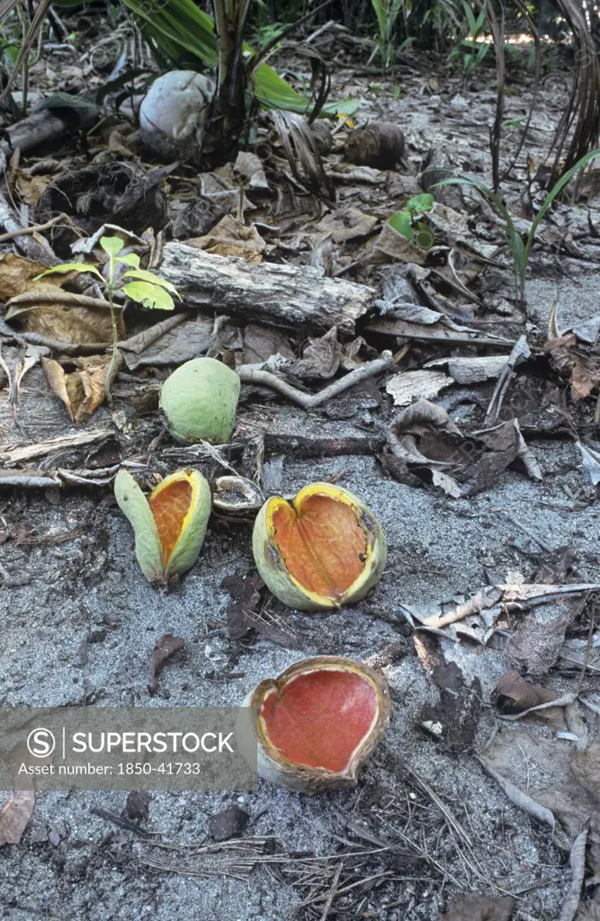 Cocos nucifera, Coconut