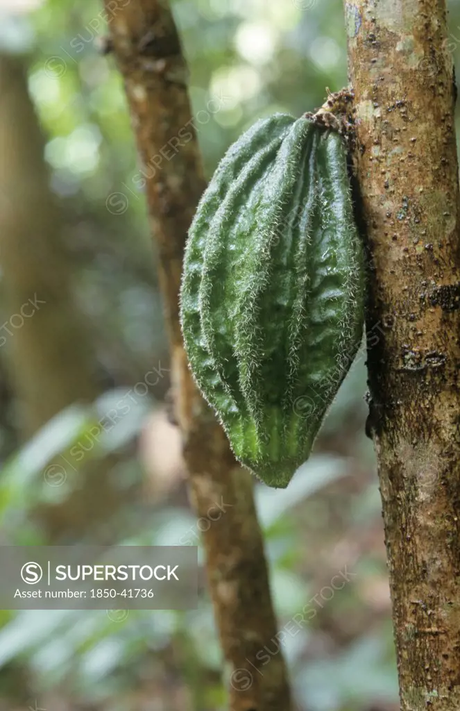 Theobroma cacao, Cocoa bean