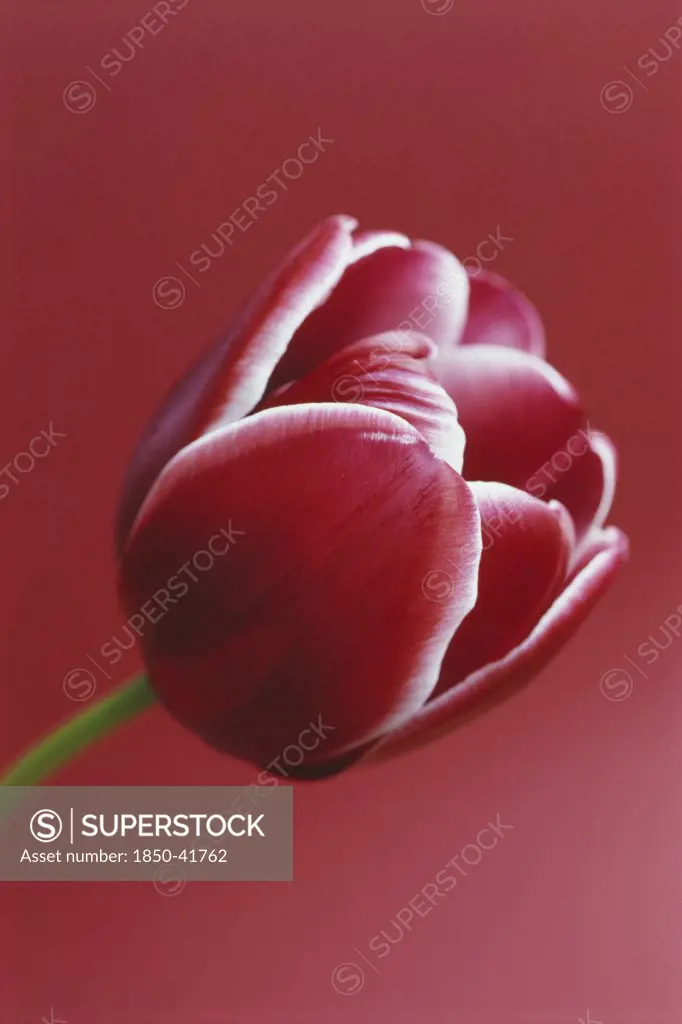 Tulipa 'Astarte', Tulip, Triumph tulip