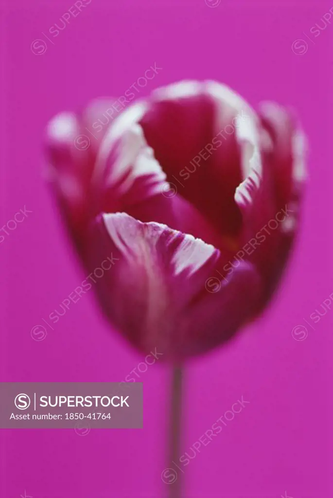 Tulipa 'Zurel', Tulip, Triumph tulip
