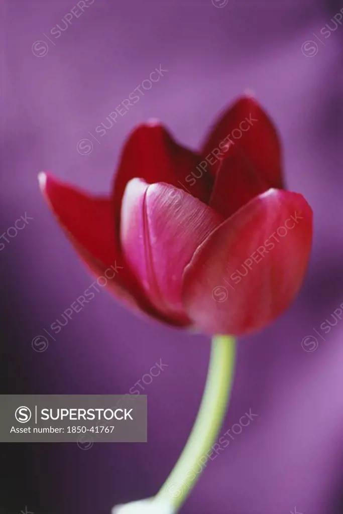 Tulipa 'Black swan', Tulip