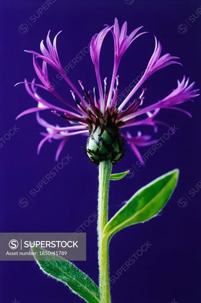 Centaurea montana, Cornflower, Perennial cornflower