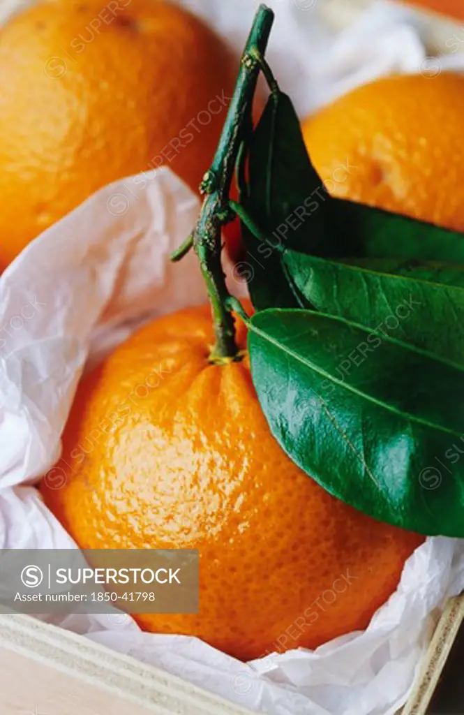 Citrus reticulata 'Clementine', Clementine