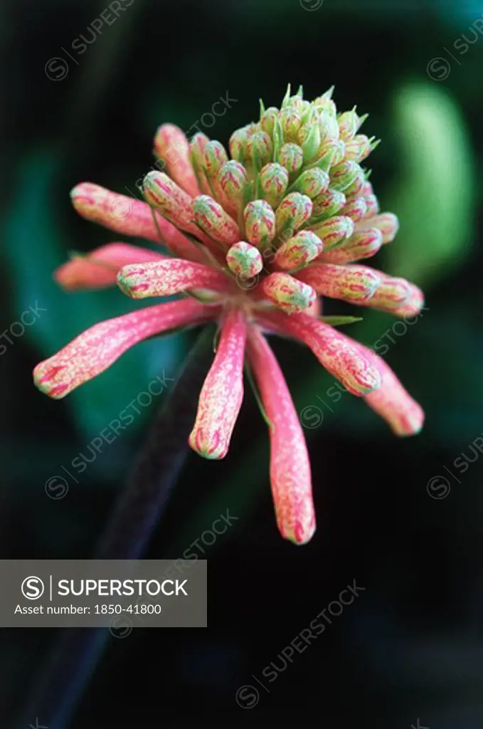 Veltheimia bracteata, Lily, Forest lily