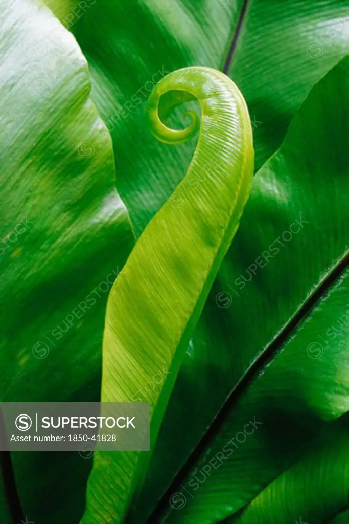 Asplenium scolopendrium, Fern, Hart's tongue fern