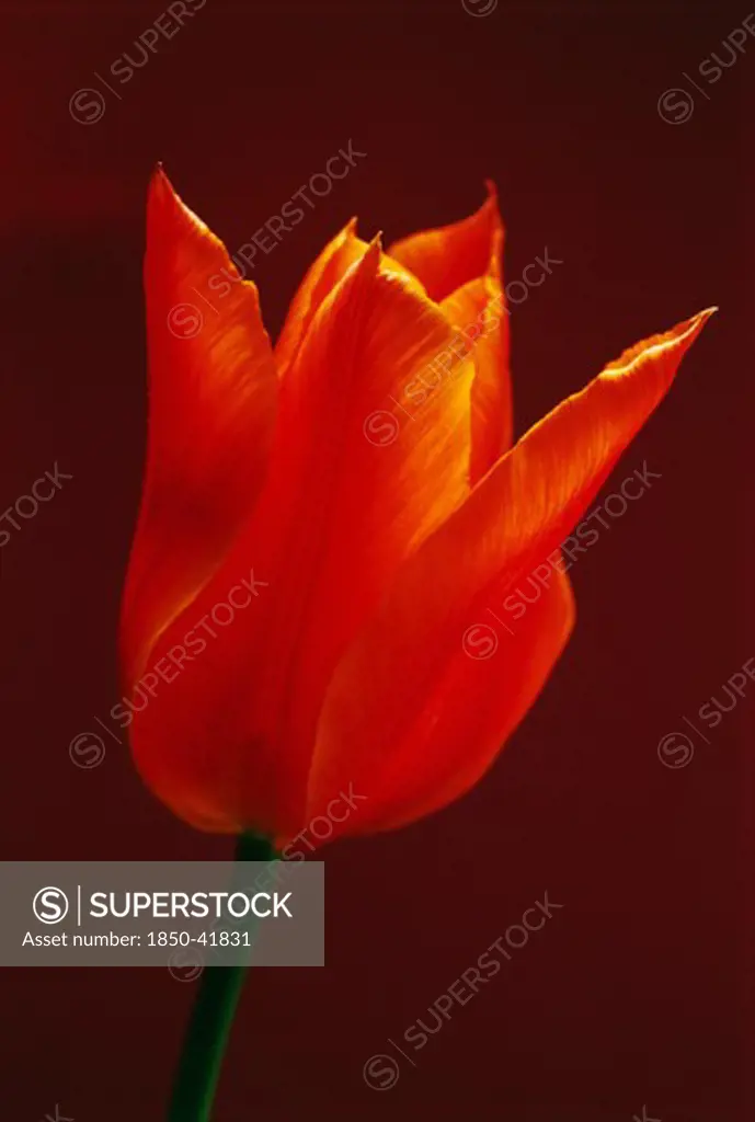Tulipa 'Ballerina', Tulip