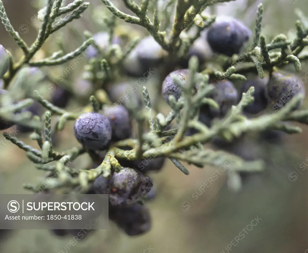 Juniperus communis, Juniper