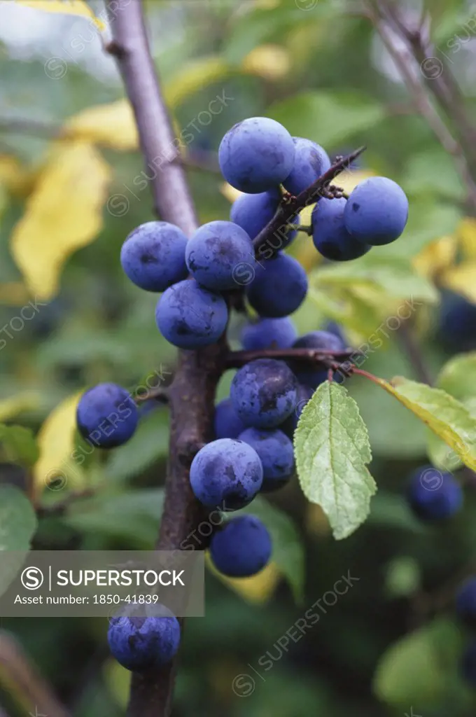 Prunus spinosa, Blackthorn, Sloe