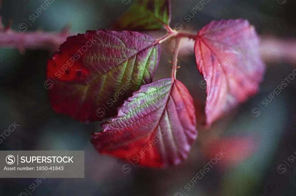 Rubus, Bramble, Ornamental bramble