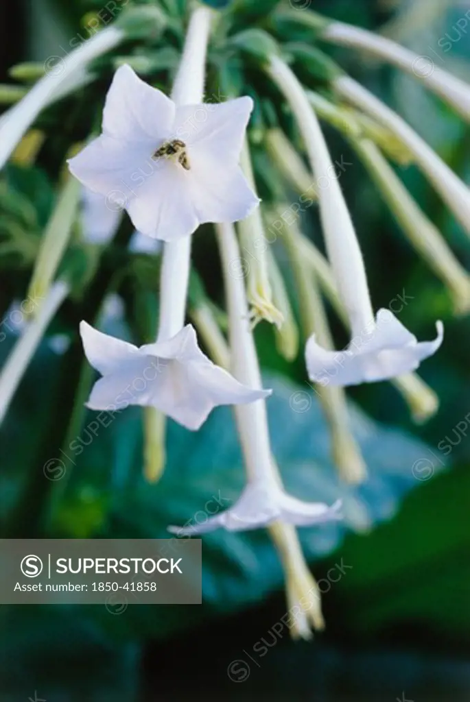 Nicotiana sylvestris, Tobacco plant