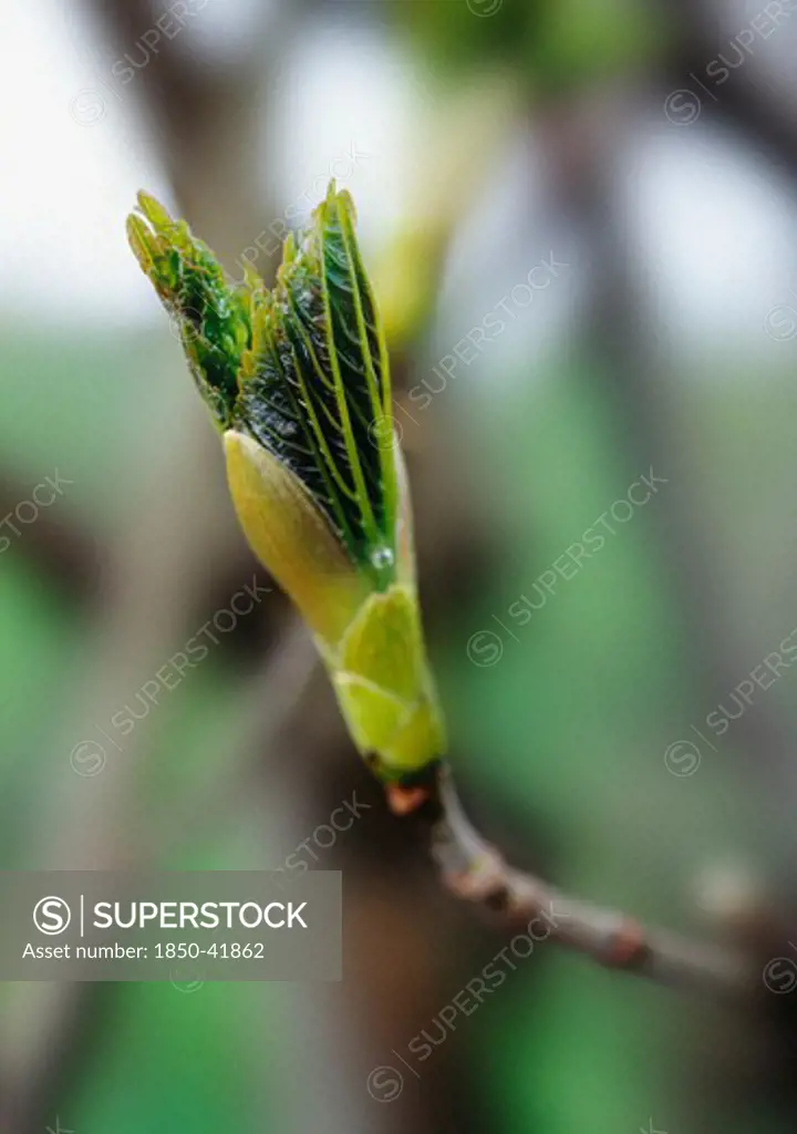 Acer pseudoplatanus, Sycamore