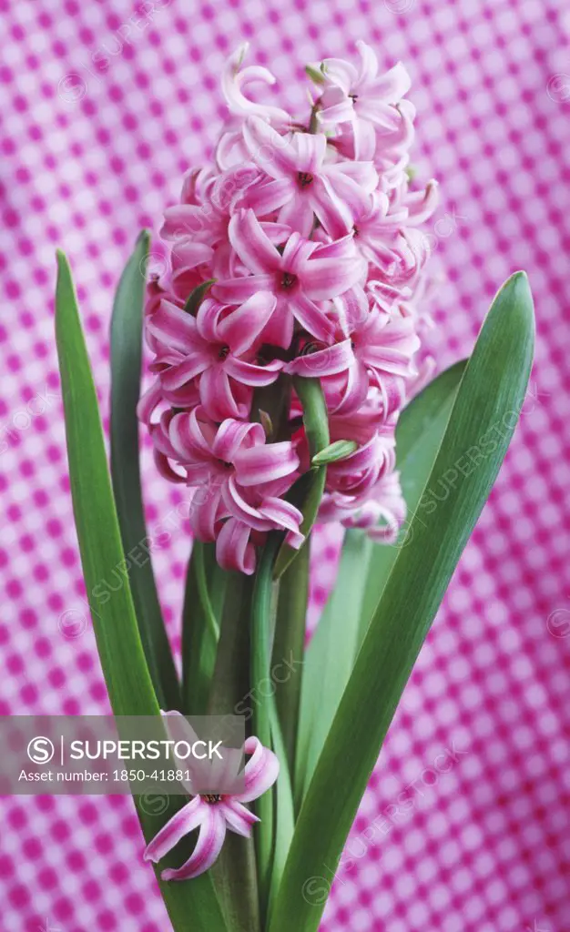 Hyacinthus, Hyacinth